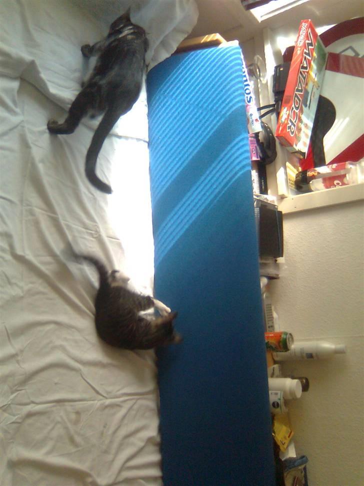 Huskat Mika / Monty billede 5