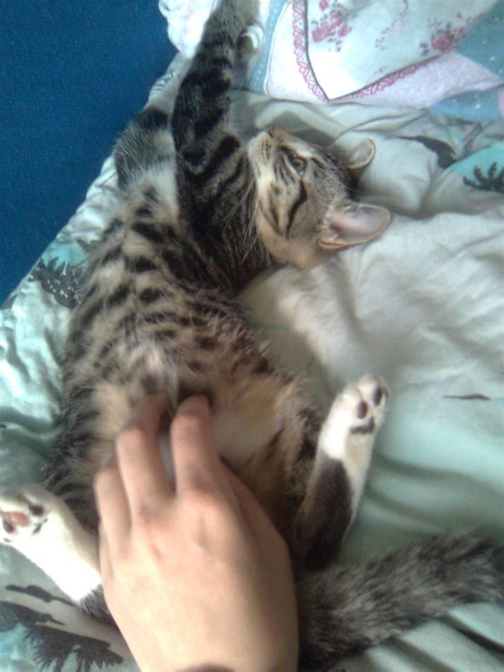 Huskat Mika / Monty billede 6