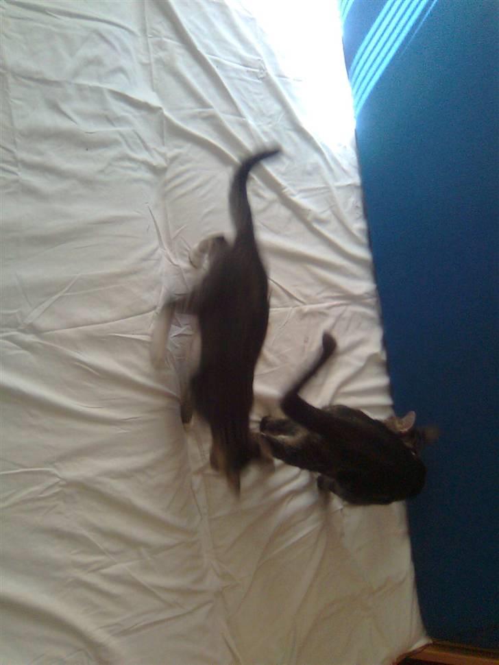 Huskat Mika / Monty billede 7