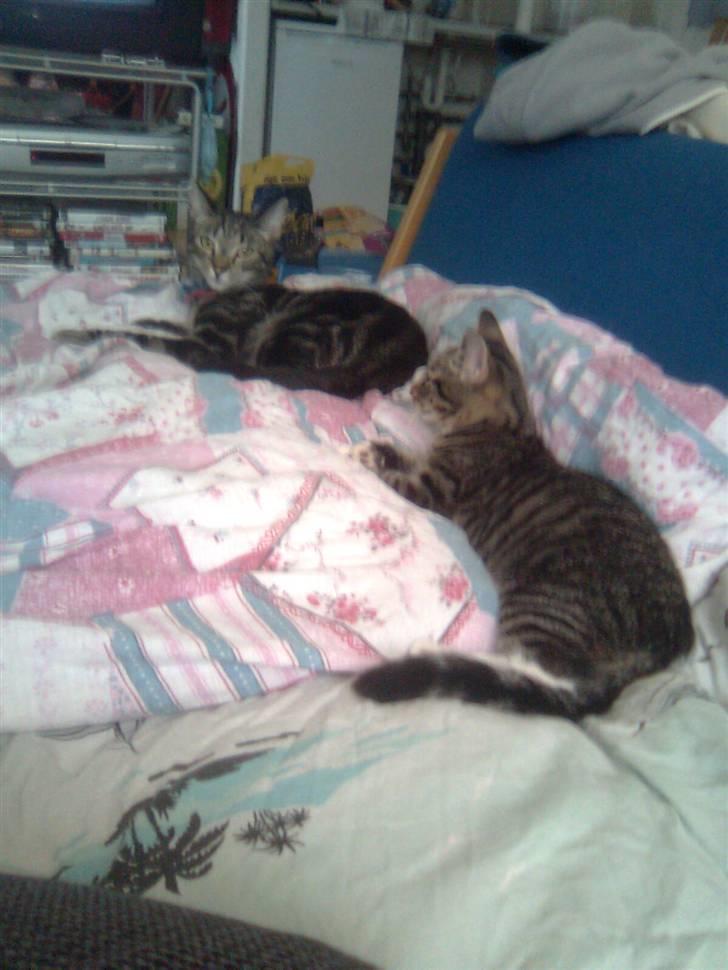 Huskat Mika / Monty billede 8