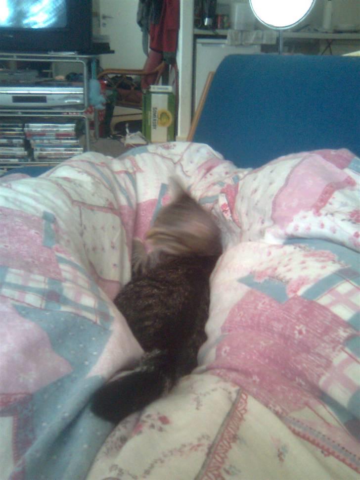 Huskat Mika / Monty billede 9