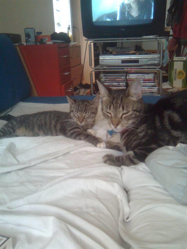 Huskat Mika / Monty billede 10