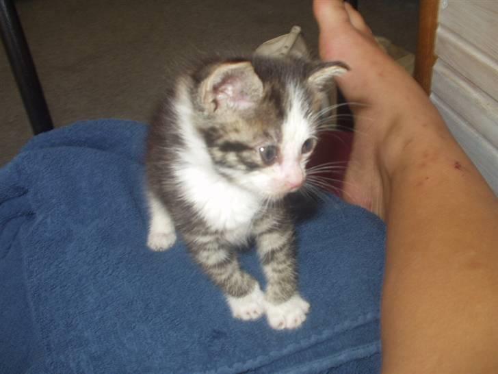 Blanding af racer Daisy :-) -  billede 9