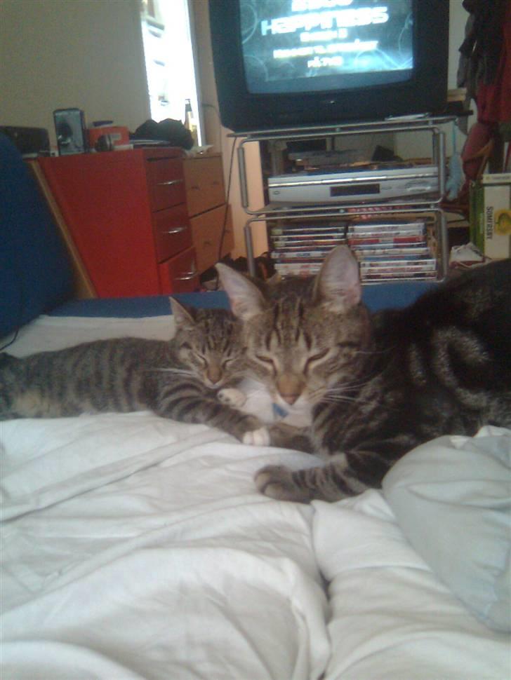 Huskat Mika / Monty billede 11