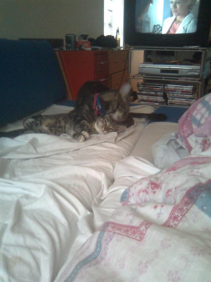 Huskat Mika / Monty billede 12