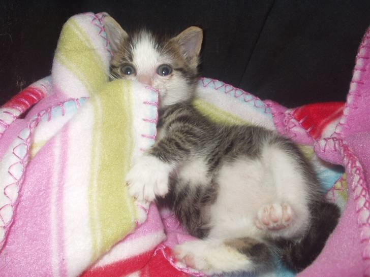 Blanding af racer Daisy :-) -  billede 10