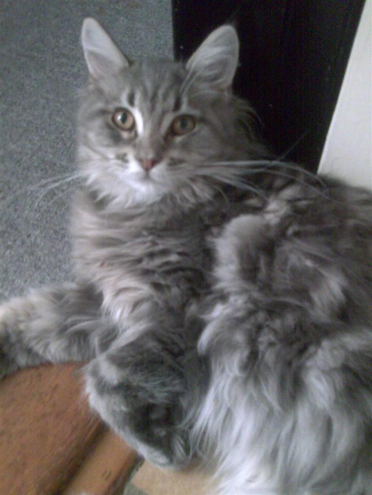 Maine Coon DK Maine entrances Nemo billede 14