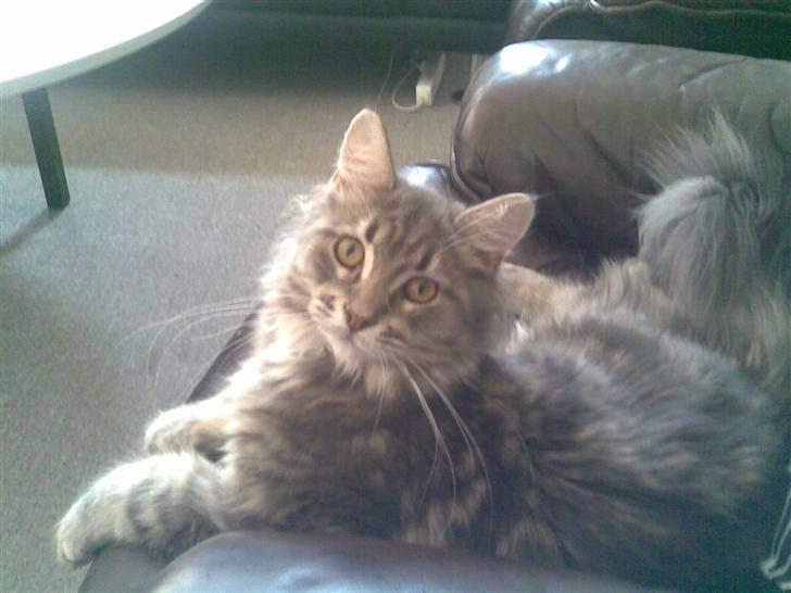 Maine Coon DK Maine entrances Nemo billede 15