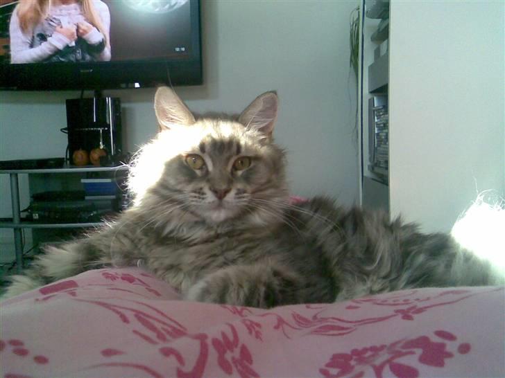 Maine Coon DK Maine entrances Nemo billede 16