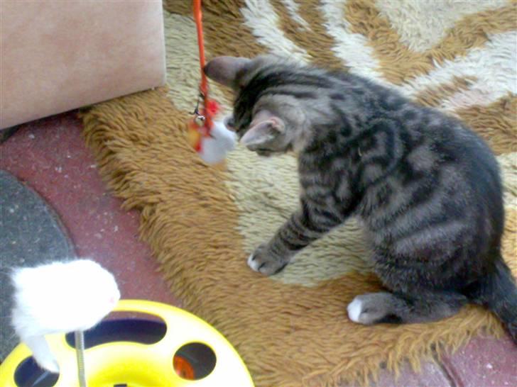 Huskat liv - hej jeg elsker at lege næsten hele tiden billede 13