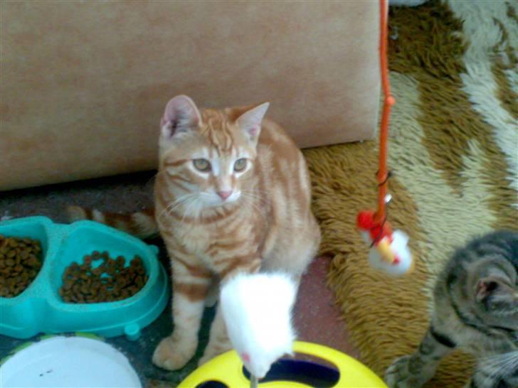 Huskat futte billede 17