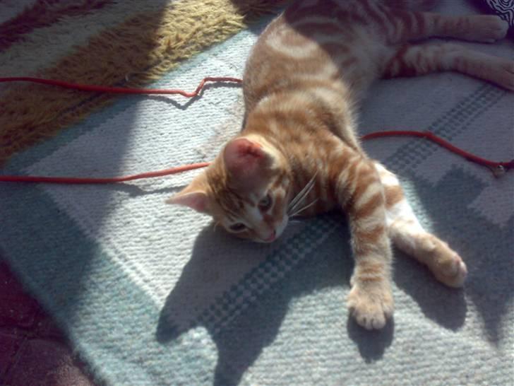 Huskat futte billede 18