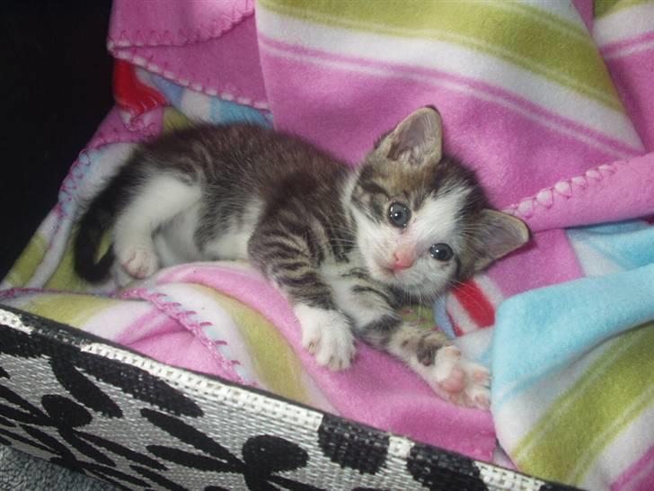 Blanding af racer Daisy :-) -  billede 11