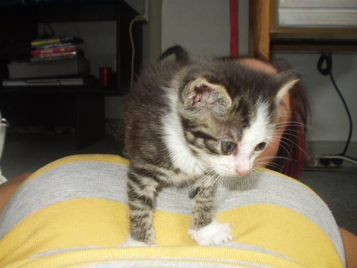 Blanding af racer Daisy :-) -  billede 12