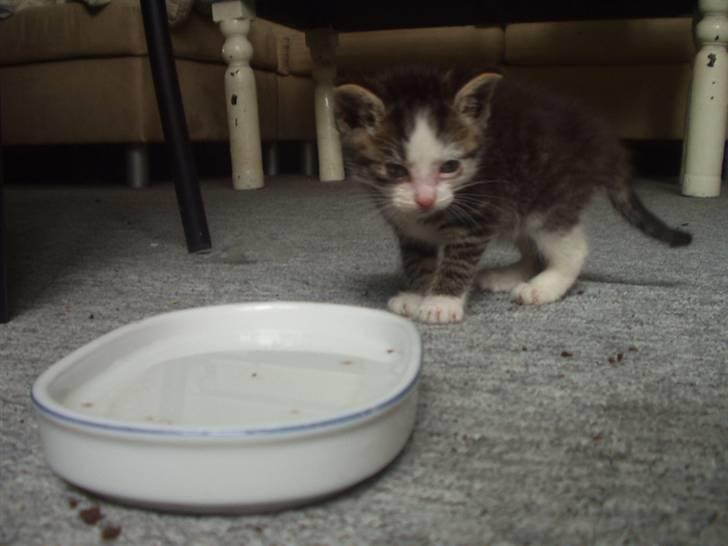 Blanding af racer Daisy :-) -  - hvem siger at jeg er tørstig :b billede 13