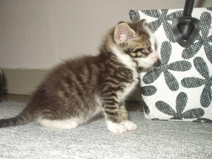 Blanding af racer Daisy :-) -  billede 14