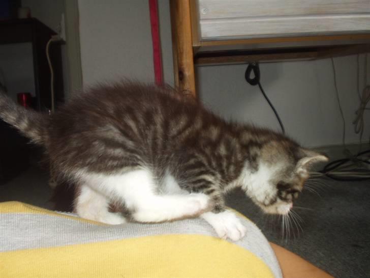 Blanding af racer Daisy :-) -  - lige inden hun sprang :-) billede 15