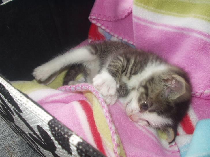 Blanding af racer Daisy :-) -  billede 16