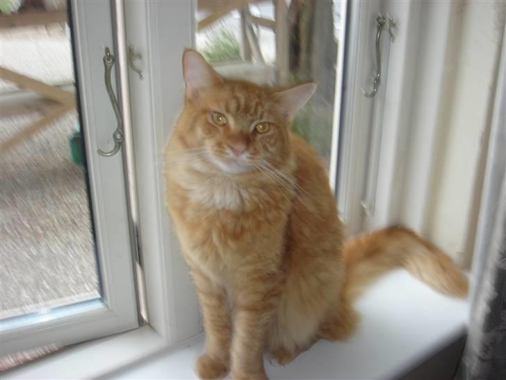 Maine Coon Hannibal   ( død ) - dejlige Hannibal !! billede 4