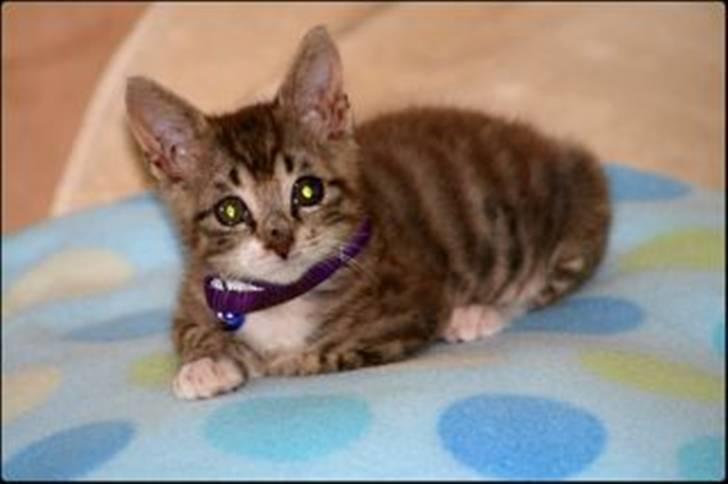 Blanding af racer Silas billede 1