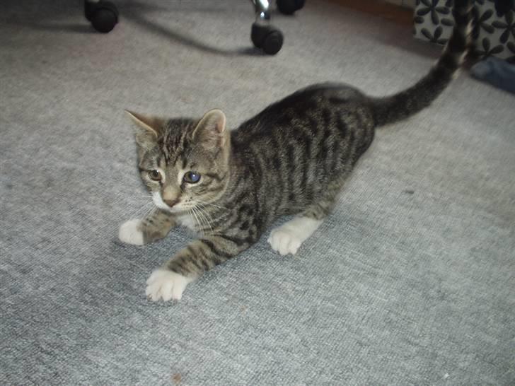 Blanding af racer Silas billede 2