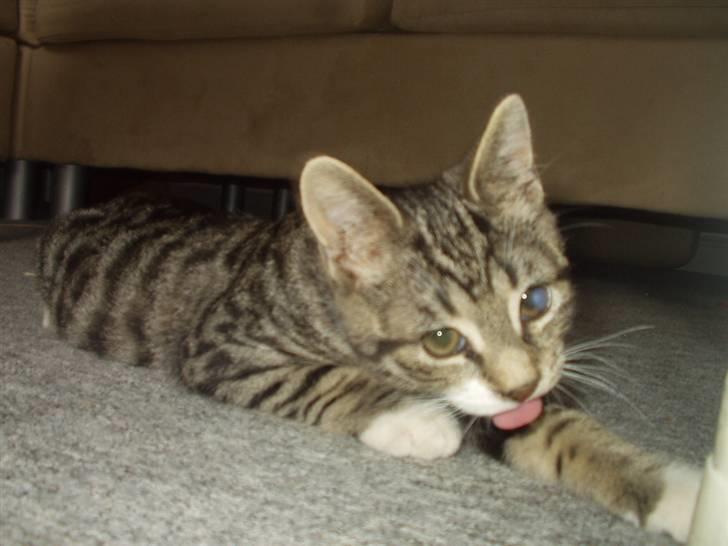 Blanding af racer Silas billede 3