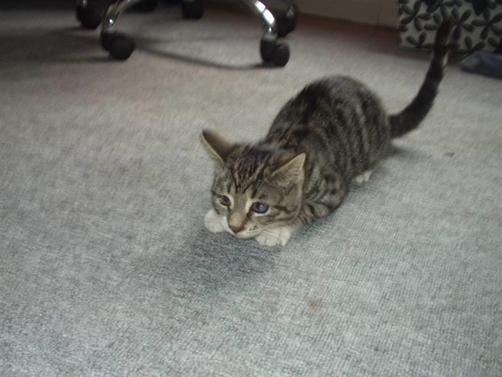 Blanding af racer Silas billede 5