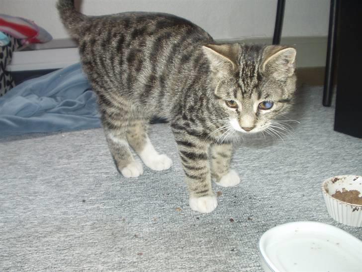 Blanding af racer Silas billede 7