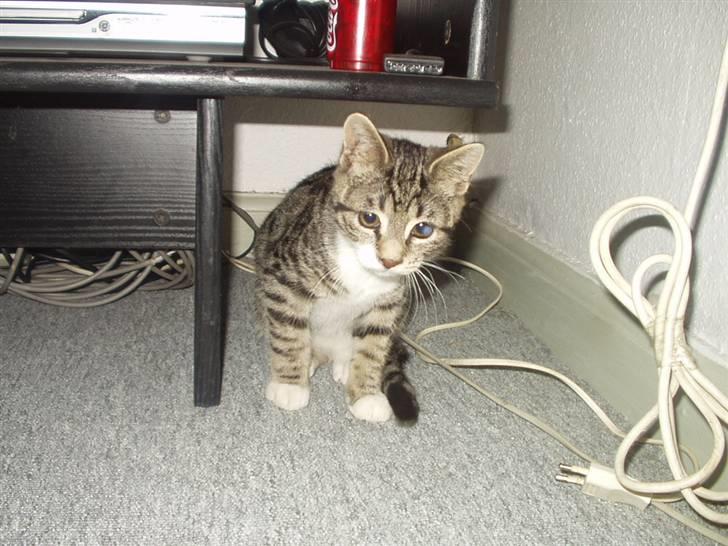 Blanding af racer Silas billede 8