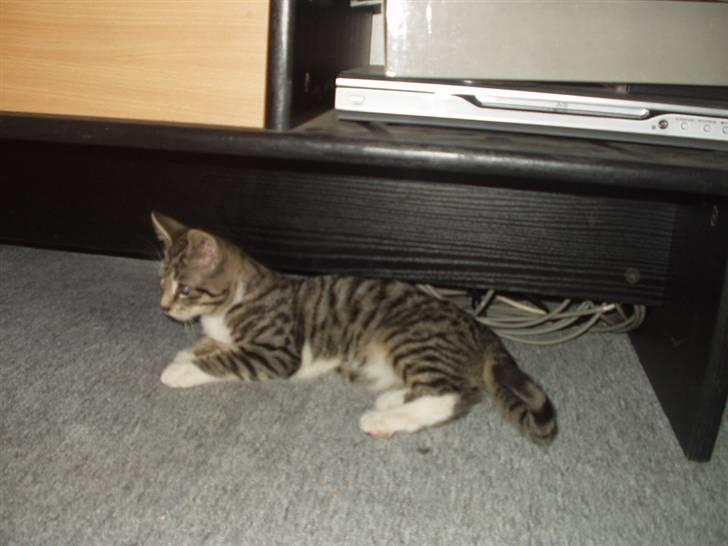 Blanding af racer Silas billede 9