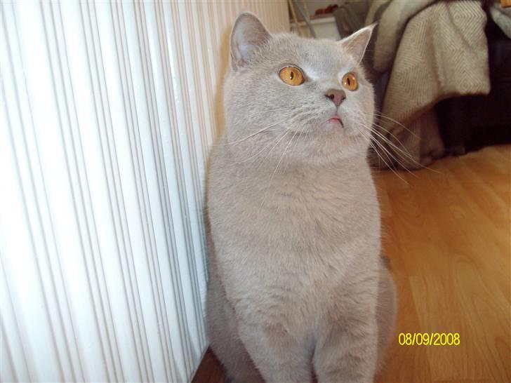 British Shorthair Wiki's Oskar da la renta billede 1