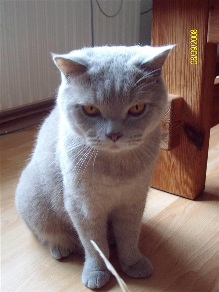 British Shorthair Wiki's Oskar da la renta billede 2