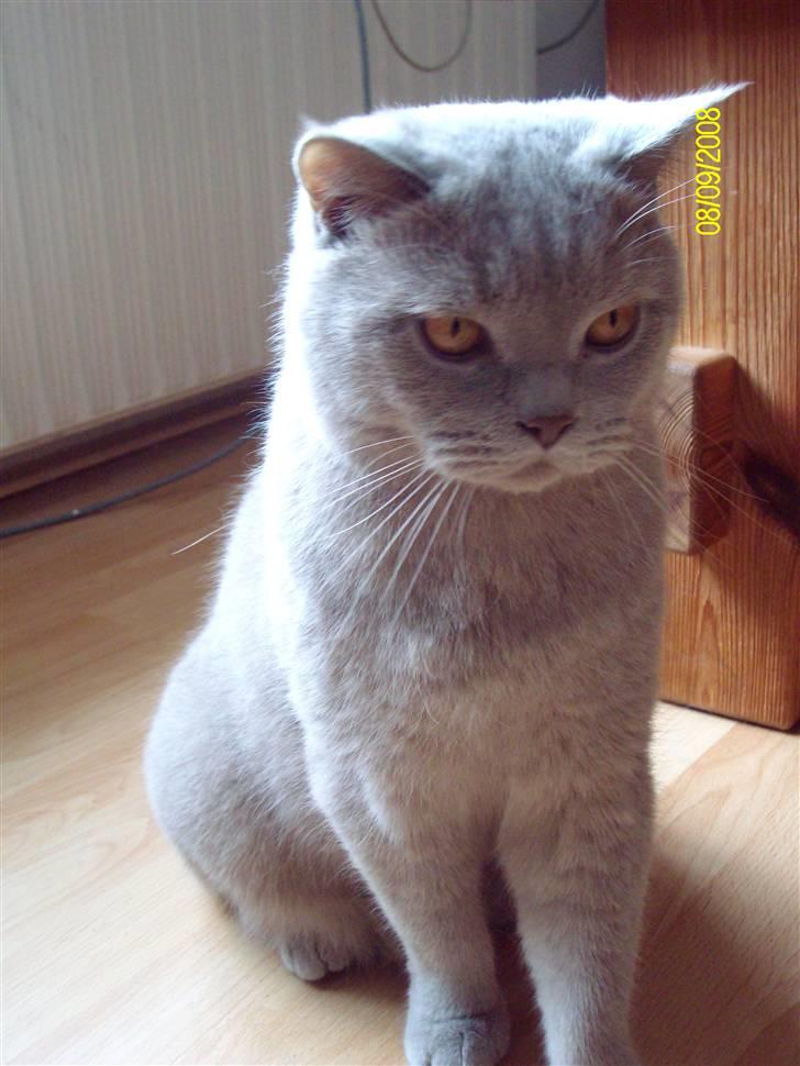 British Shorthair Wiki's Oskar da la renta billede 3