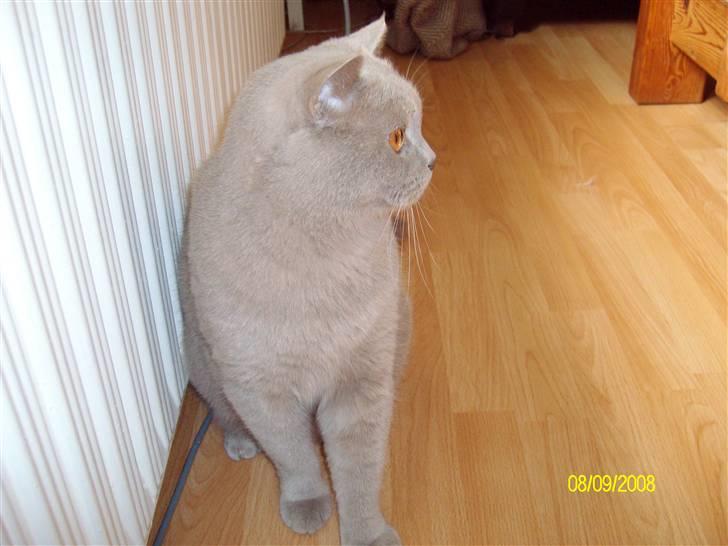 British Shorthair Wiki's Oskar da la renta billede 4