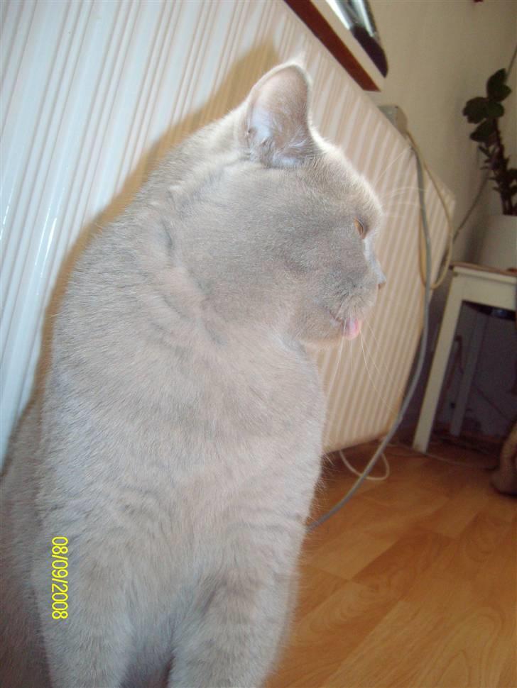 British Shorthair Wiki's Oskar da la renta billede 5