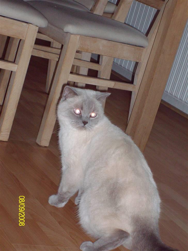 British Shorthair Wiki's Napaparri billede 1
