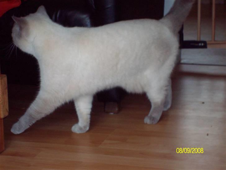 British Shorthair Wiki's Napaparri billede 2