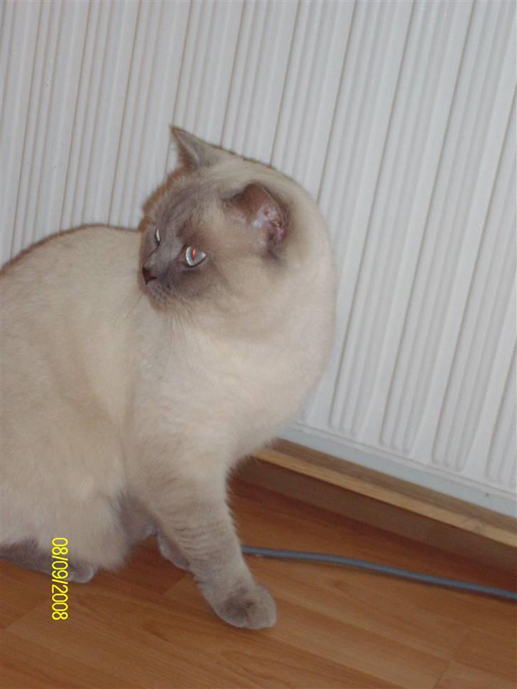 British Shorthair Wiki's Napaparri billede 3