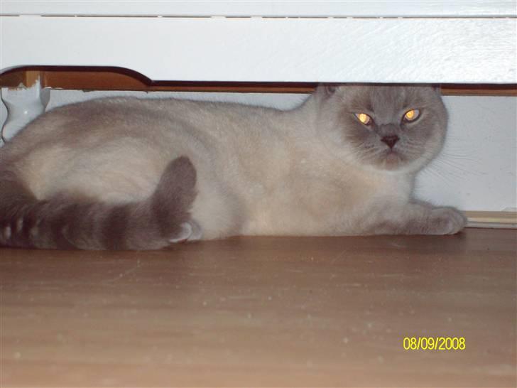 British Shorthair Wiki's Napaparri billede 4