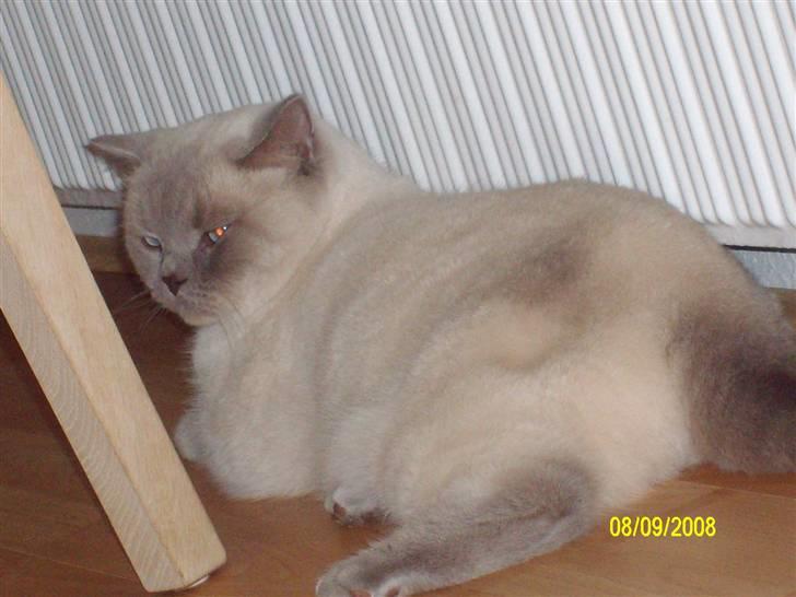British Shorthair Wiki's Napaparri billede 5