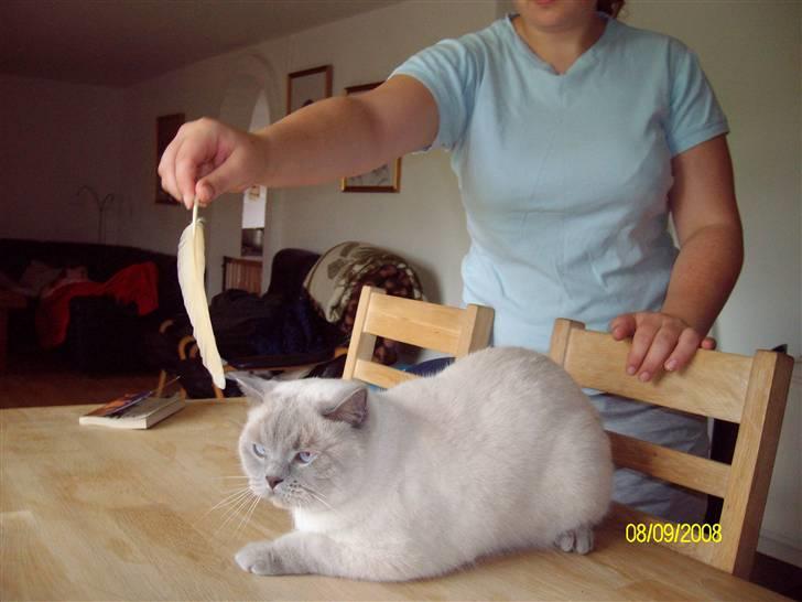 British Shorthair Wiki's Napaparri billede 6