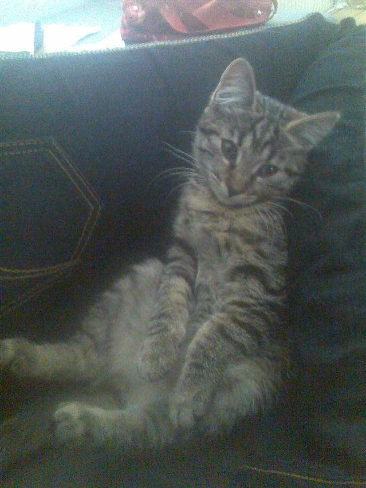 Blanding af racer Bailey billede 1