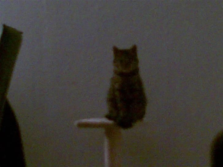 Blanding af racer Bailey billede 2