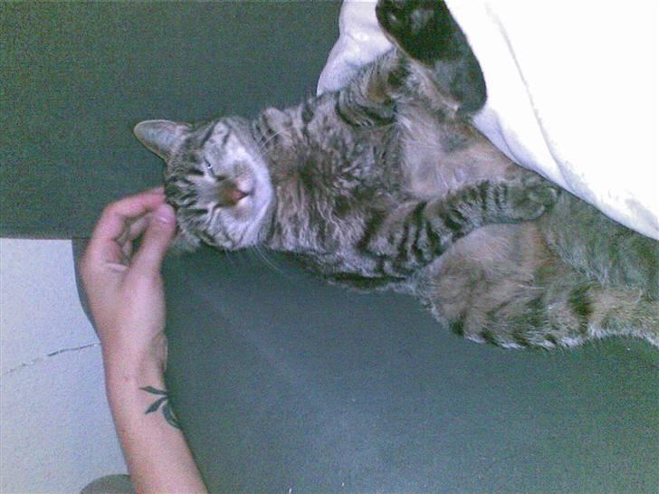 Blanding af racer Bailey billede 3