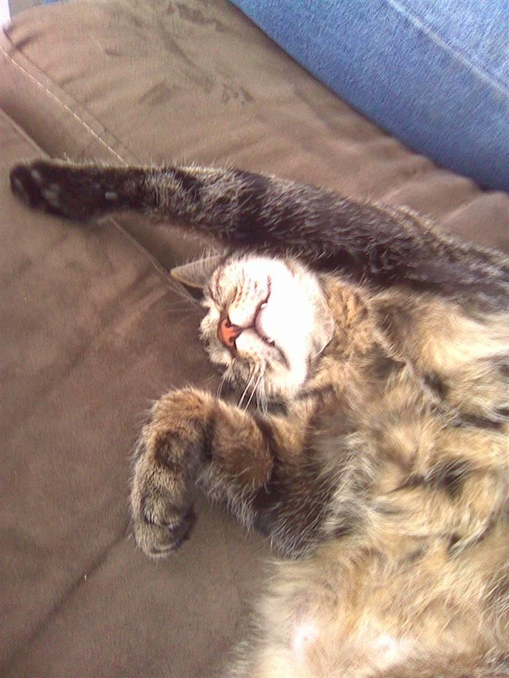 Blanding af racer Bailey billede 4