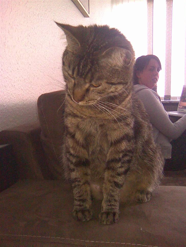 Blanding af racer Bailey billede 5