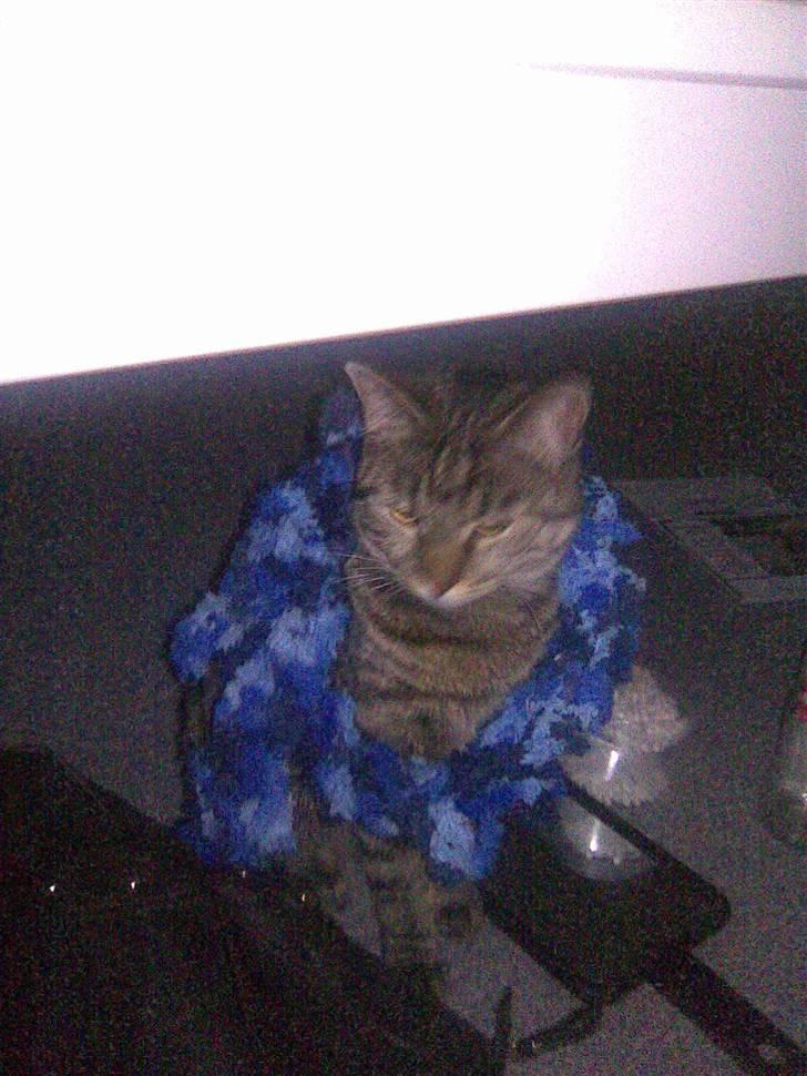 Blanding af racer Bailey billede 6