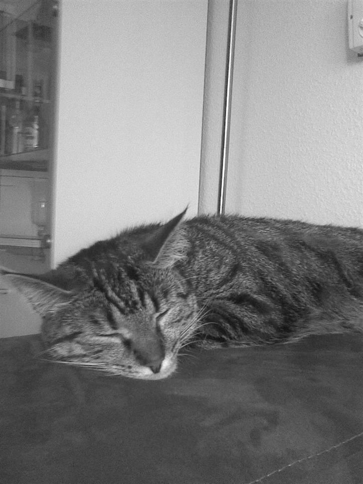 Blanding af racer Bailey billede 7