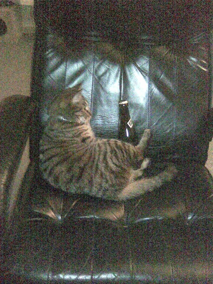 Blanding af racer Bailey billede 8