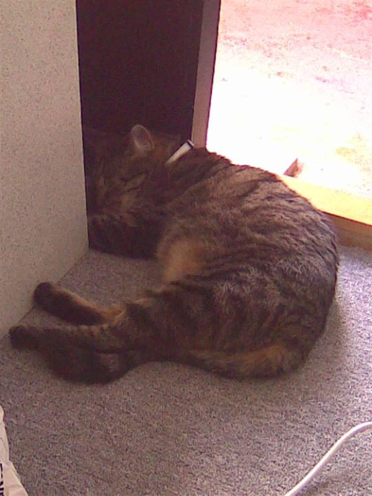 Blanding af racer Bailey billede 9